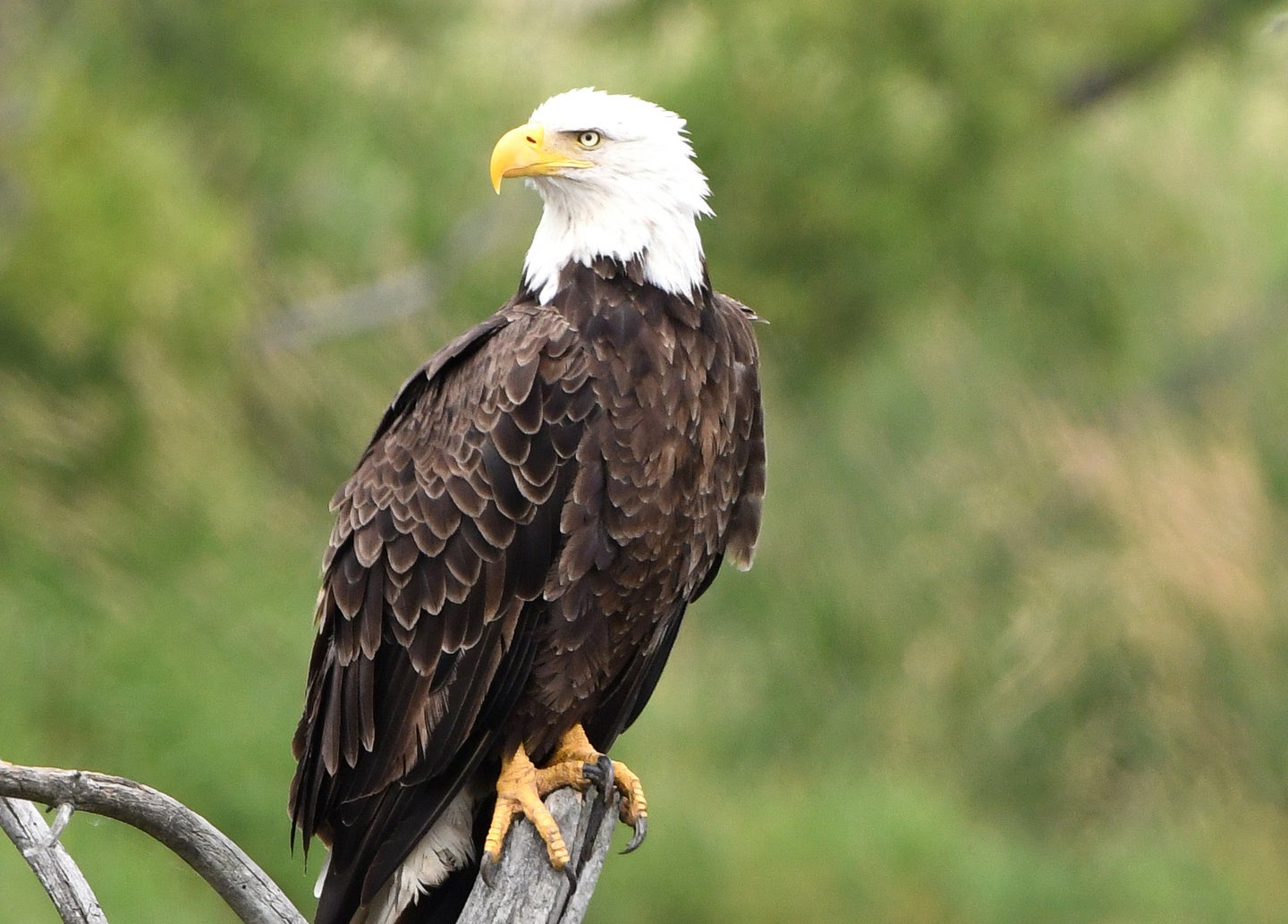 a bald eagle perched on a branch
