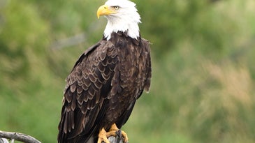 a bald eagle perched on a branch