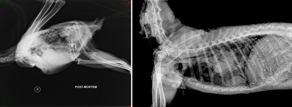 two radiographs revealing two bird skeletons side by side. you can see little white prominent flecks in their chest which indicate lead