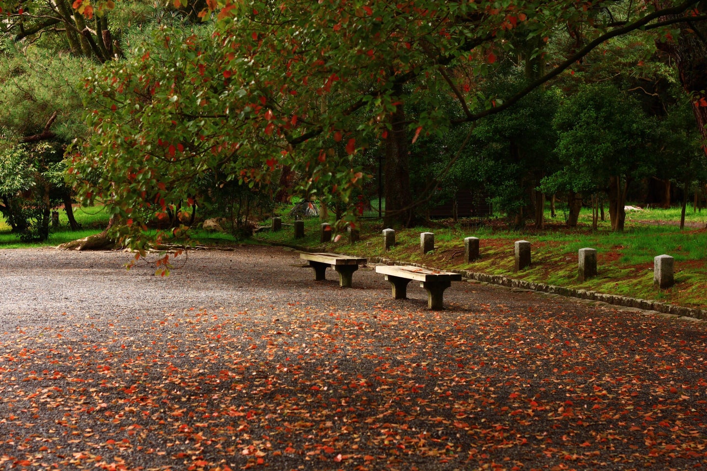 A park with tree canopy and benches in the fall.