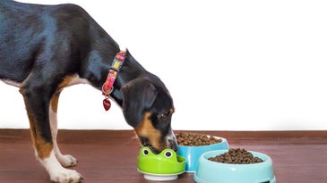 Best dog food delivery services