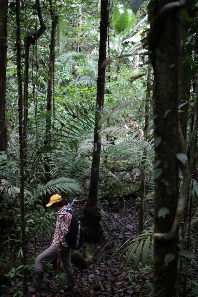 a man in a yellow cap and hiking gear treks through a lush rainforest