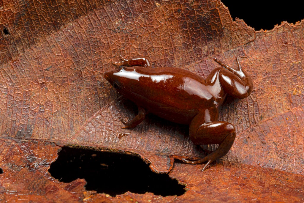 a brown frog with a longer cone shaped nose on a brown leaf