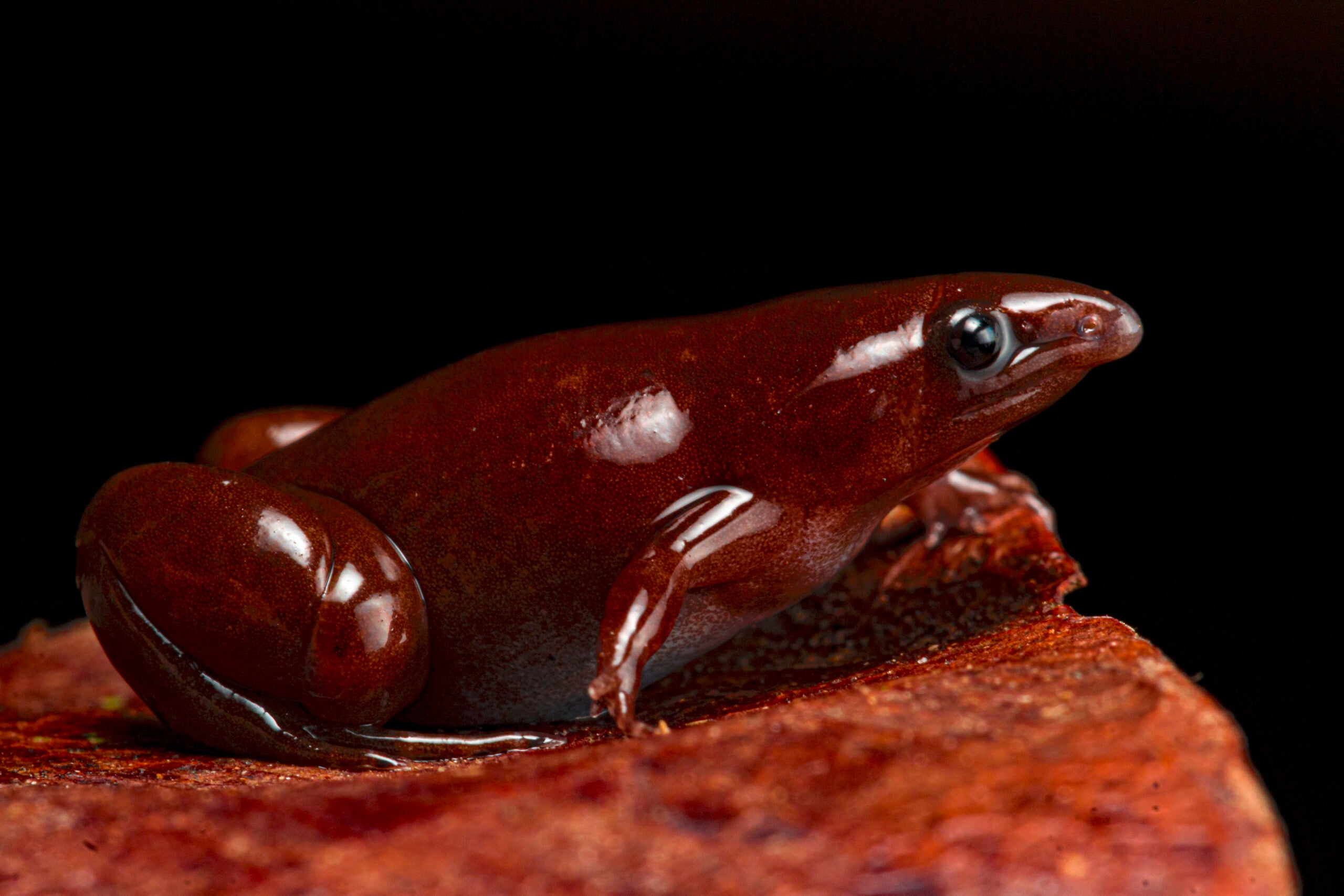 The newly discovered tapir frog has a magnificent snout | Popular Science