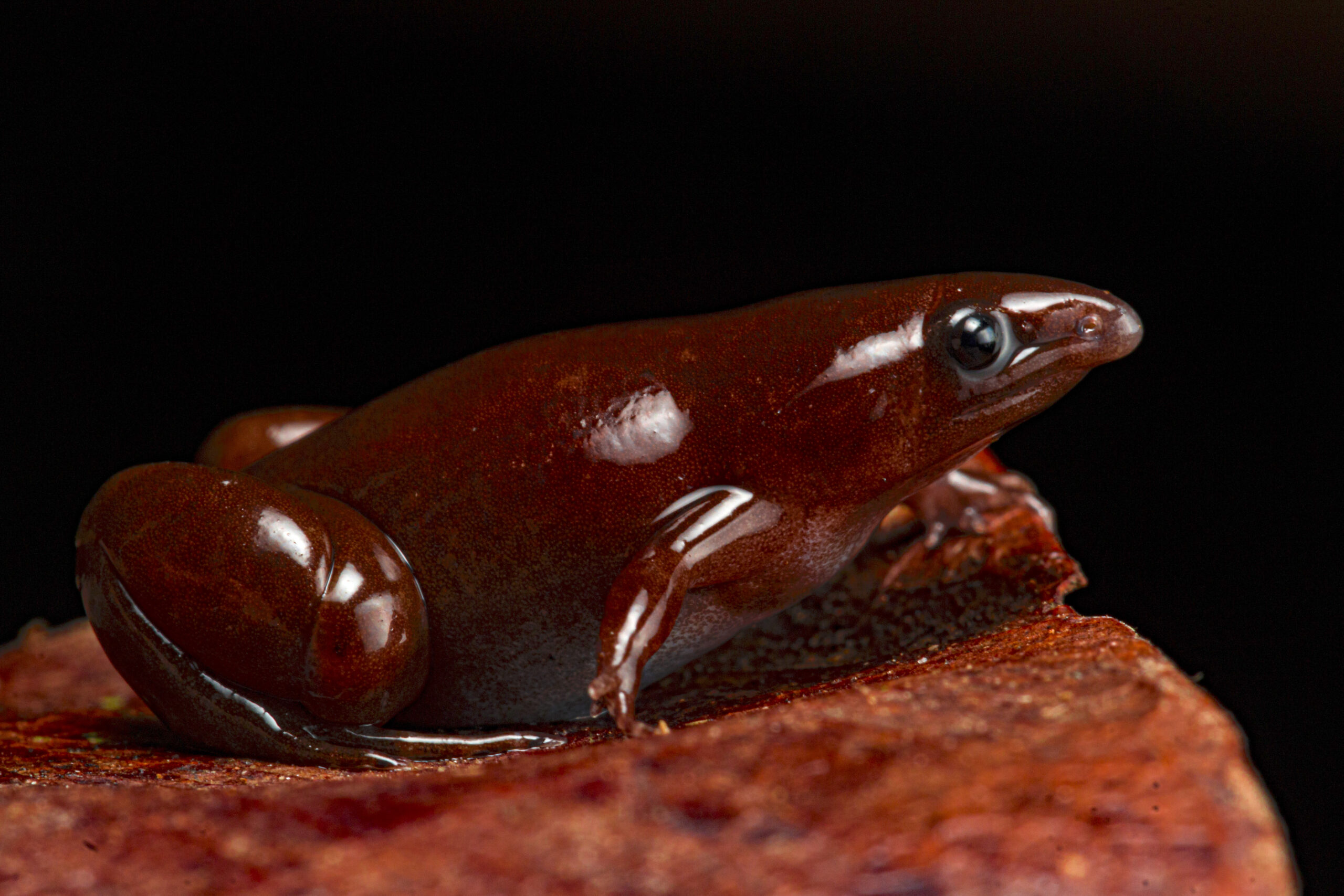 a dark brown frog with a longer cone shaped nose and large round eyes