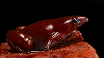 Behold, the tapir frog’s magnificent snout