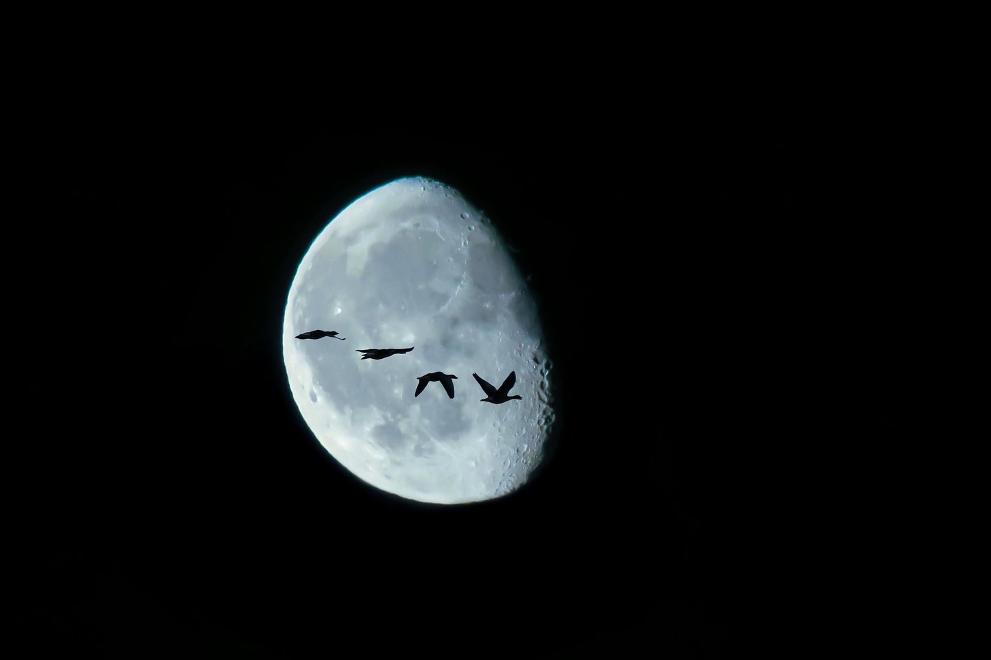 birds flying across the moon at night