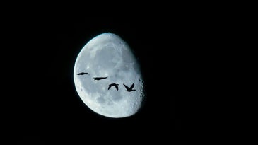 birds flying across the moon at night