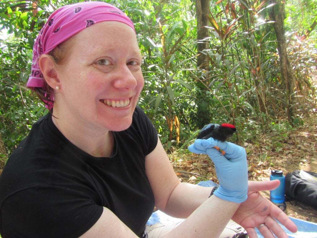 Ornithologist in a pink bandana and black t-shirt holding a small black manakin bird in a red cap in a blue gloved hat and grinning at the camera