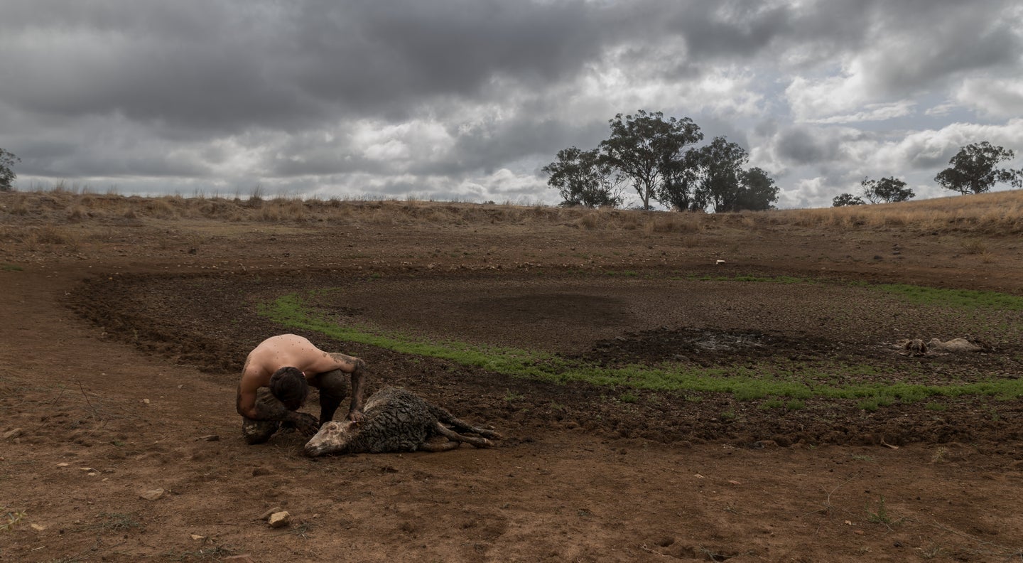 Man tending to sheep in a drought on Australian farm.