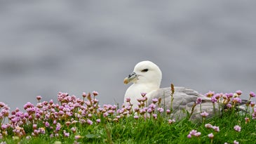 Northern fulmar seabird sitting on a grassy hill with small pink flowers