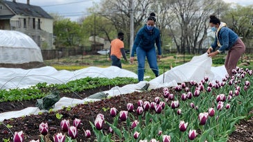 Farmers in jeans and t-shirts at an urban farm covered in pink tulips in Chicago