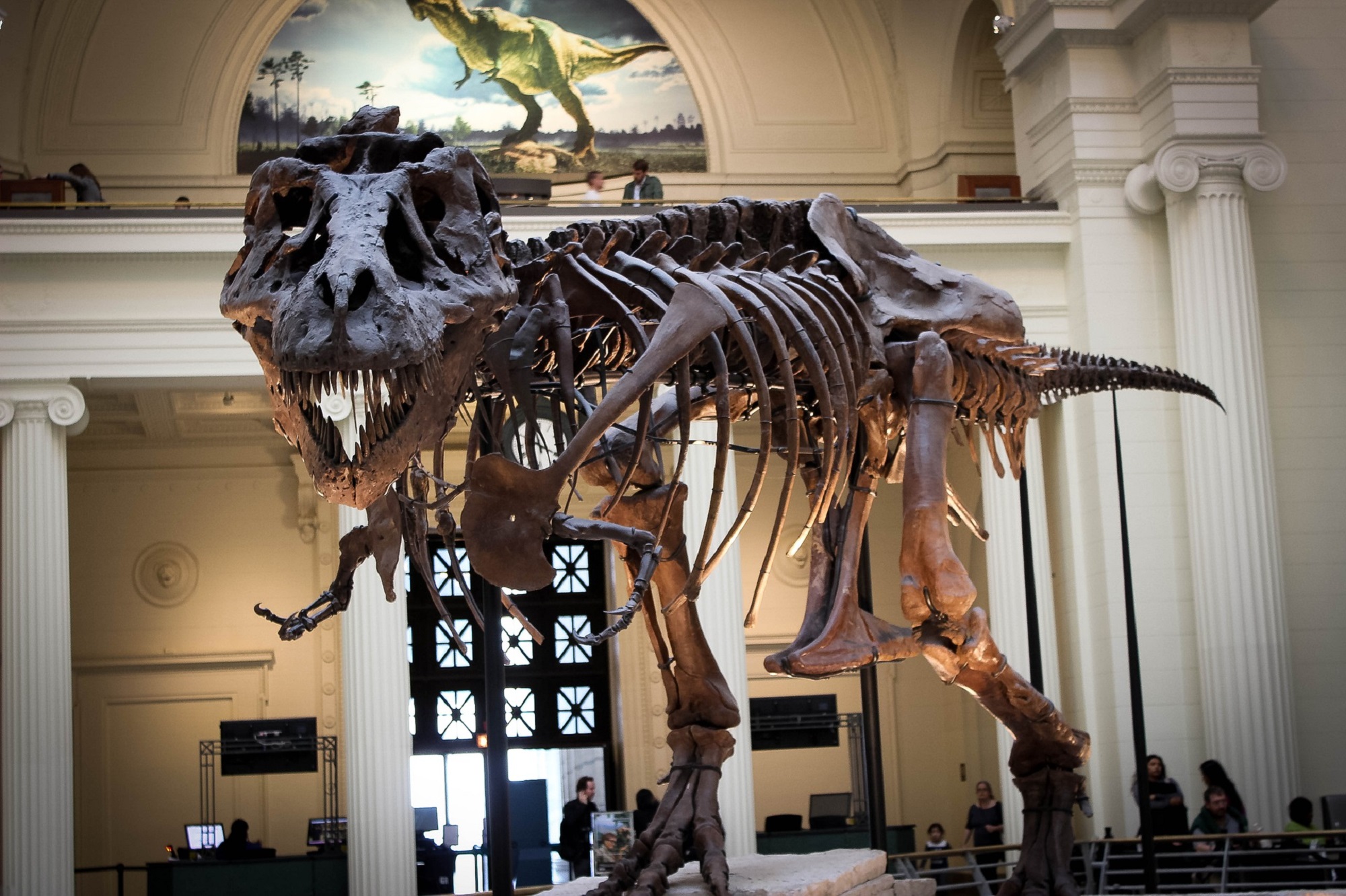 Is T. rex really three royal species? Paleontologists cast doubt over new claims.