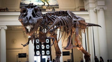 Is T. rex really three royal species? Paleontologists cast doubt over new claims.