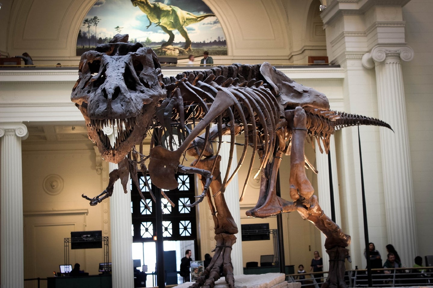 Tyrannosaurus rex fossil at Field Museum lobby