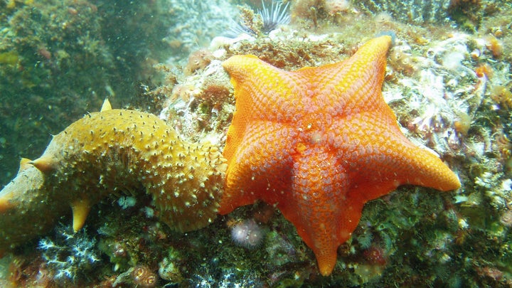 An orange starfish on a rock.