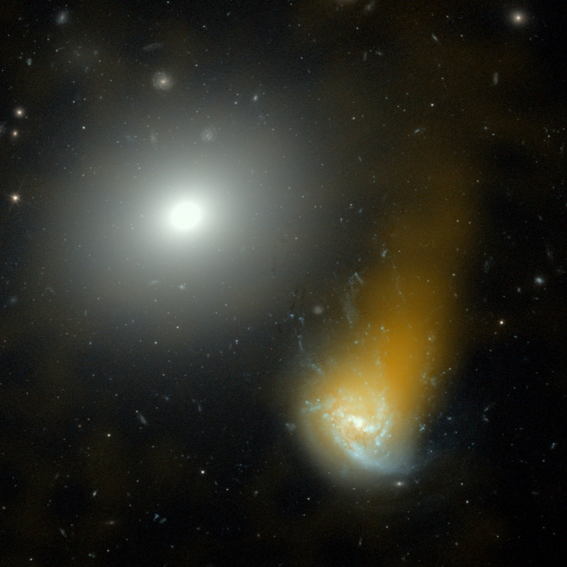 An image of the “jellyfish galaxy” NGC 4858 combining optical and radio telescope images.
