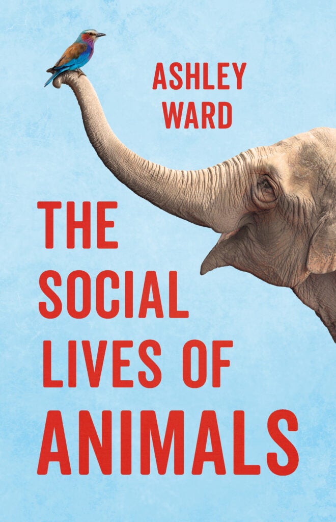 a sky blue book cover with an elephant with a crow on its trunk. the title reads "the social lives of animals" by ashley ward
