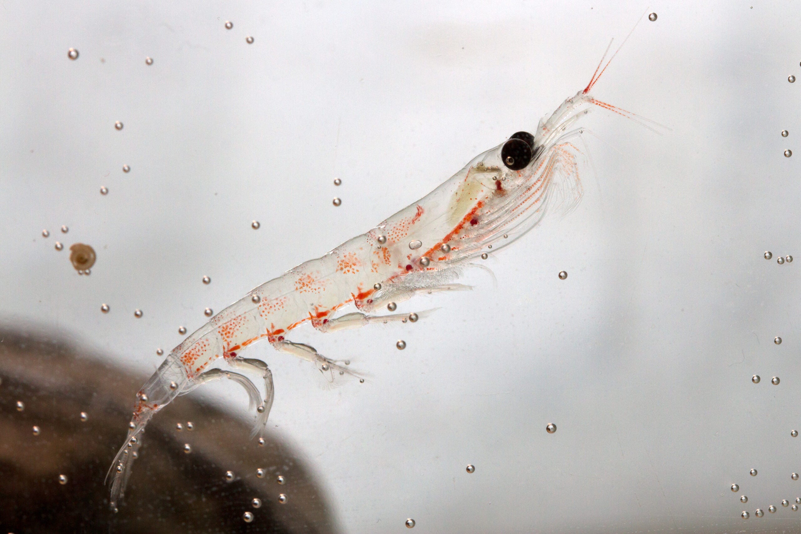 Dentro de la sorprendente dinámica social de un enjambre de krill