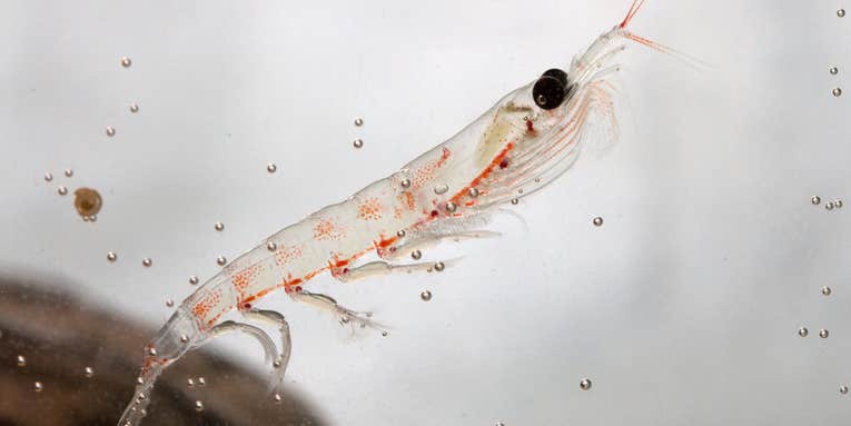 When krill host social gatherings, other ocean animals thrive