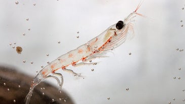 close up of a small Antarctic krill near the stone floats in the aquarium