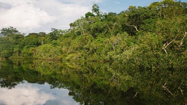 Amazon rainforest trees and river in Brazil