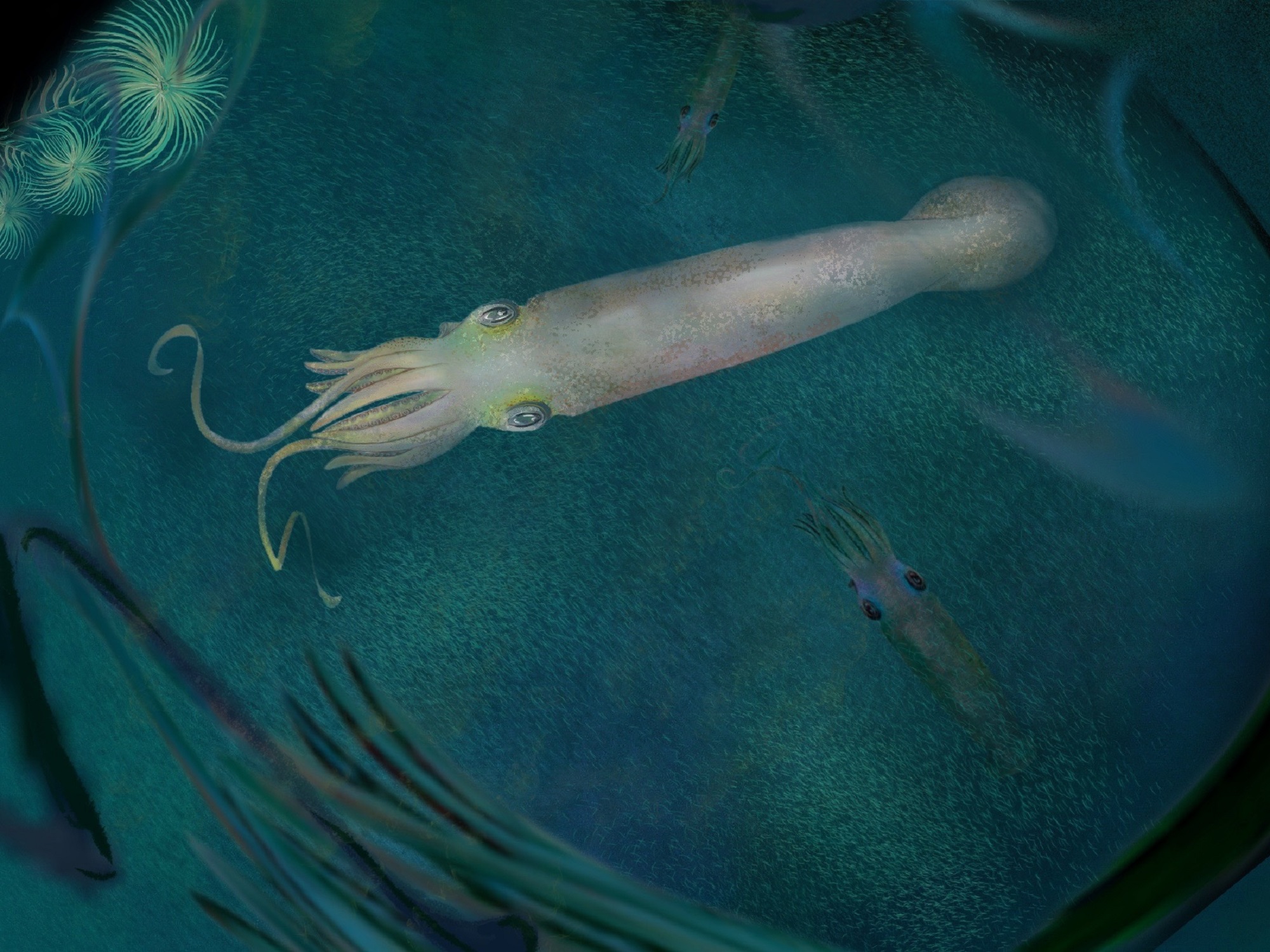Slap another cephalopod on the vampire squid’s family tree