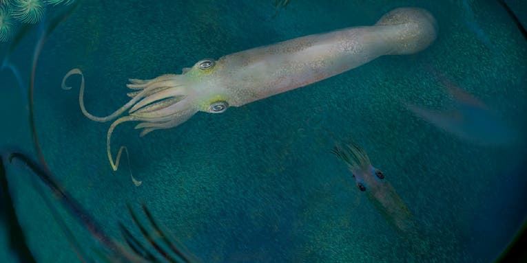 Slap another cephalopod on the vampire squid’s family tree