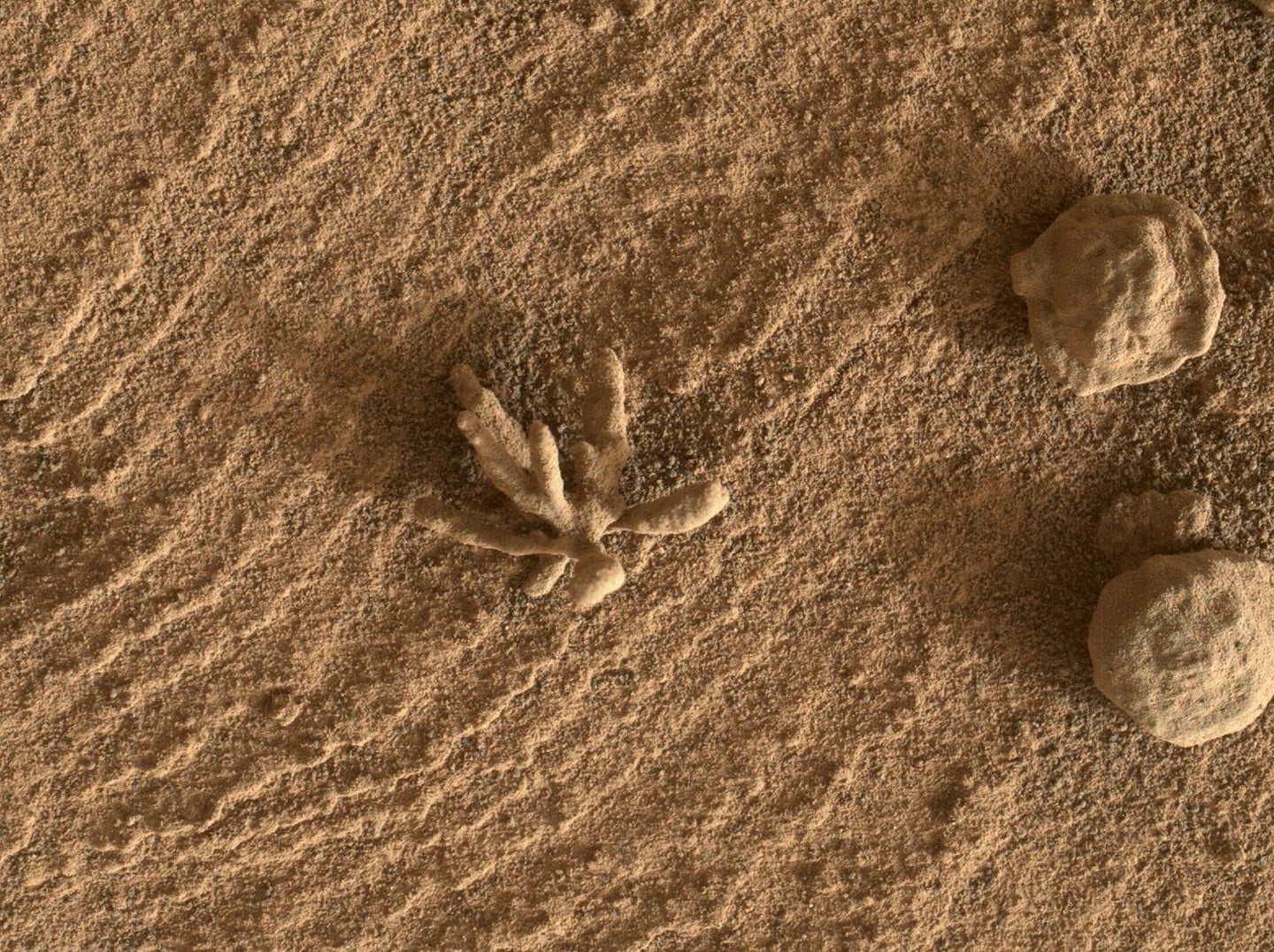 Mineralized deposit that looks like a spiky flower in the red Mars soil