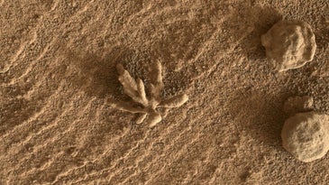 Mineralized deposit that looks like a spiky flower in the red Mars soil