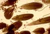 OE parasite spores among monarch butterfly scales in a sepia-toned microscope image