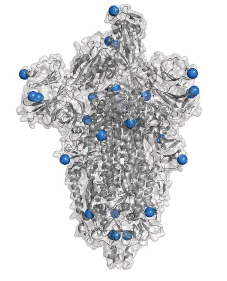 SARS-CoV-2 spike protein with Alpha mutations marked in blue