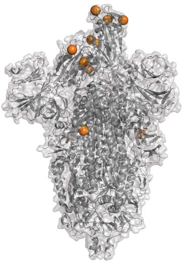 SARS-CoV-2 spike protein with Beta and Gamma mutations marked in orange