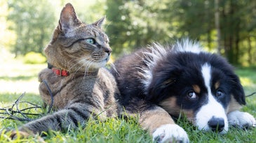 A dog and a cat illustrating an article about what pet cancers can teach us about human cancer.