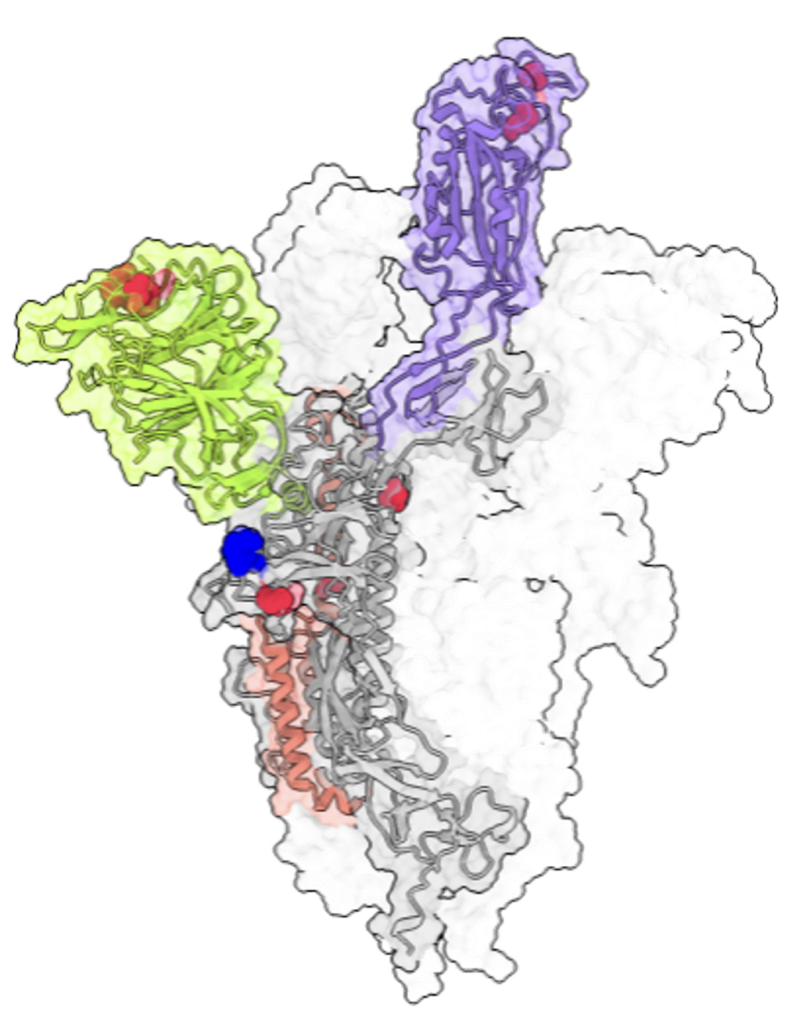 SARS-CoV-2 spike protein with Delta mutations marked in green, red, and purple