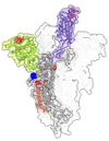 SARS-CoV-2 spike protein with Delta mutations marked in green, red, and purple