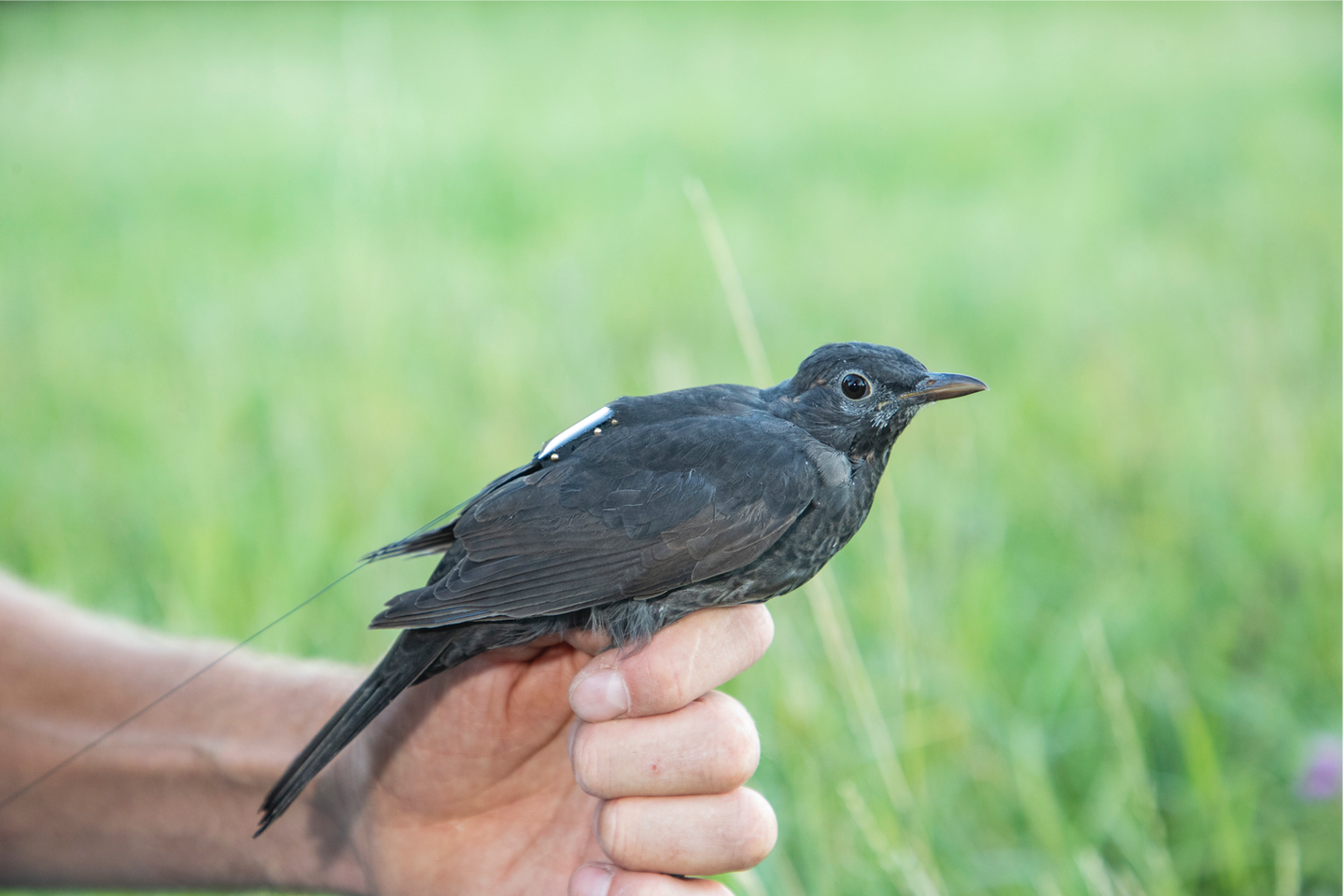 transmitter-tagged black bird