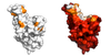 Two Alpha, Beta, and Gamma spike protein colored in white and orange and white, orange, and red