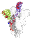 SARS-CoV-2 spike protein with Omicon mutations marked in green, red, and purple