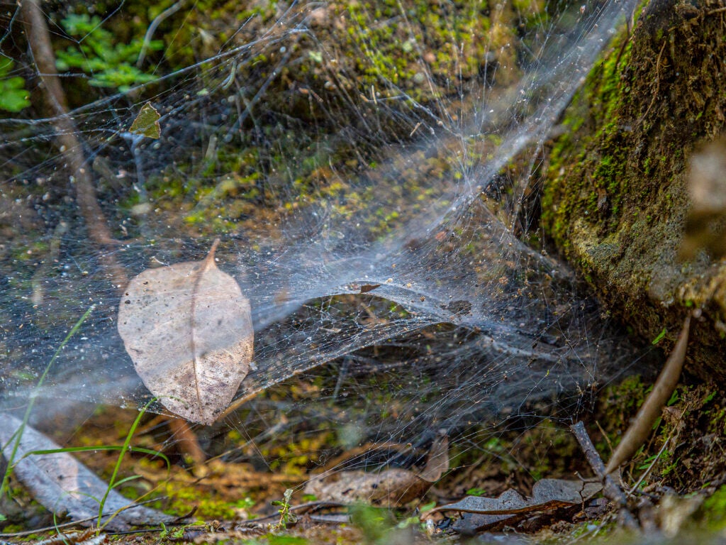 Estas arañas leen vibraciones para cazar en manada