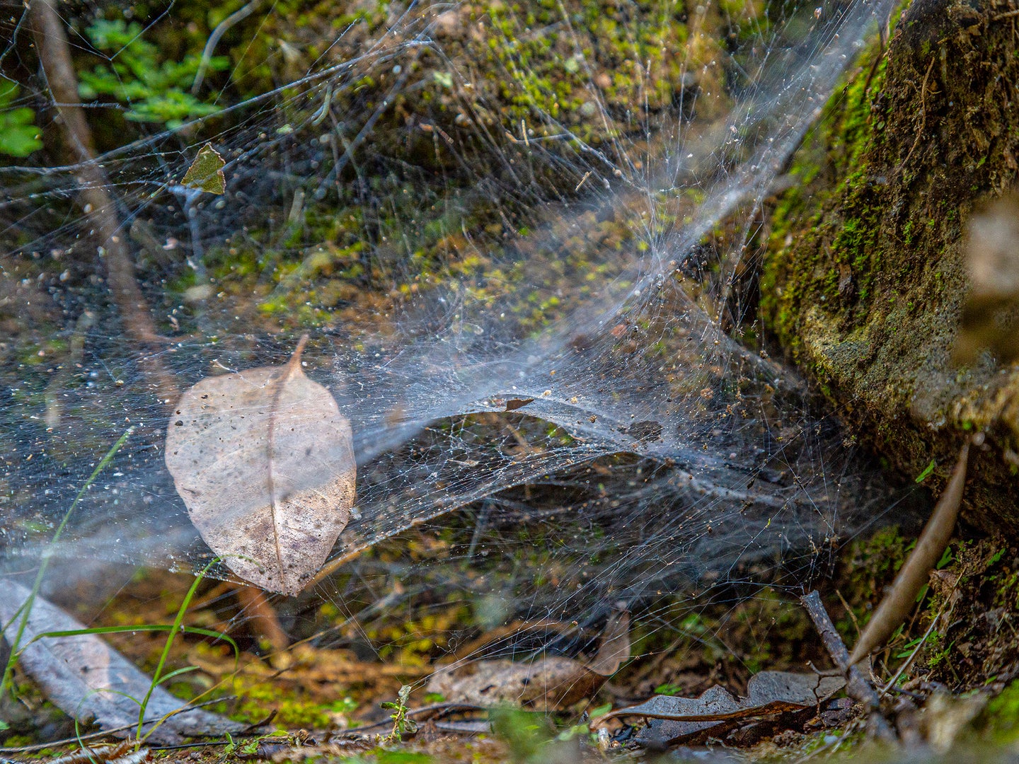 An image of a spider web to illustrate a story about a South American species of social spiders.