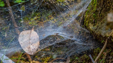 An image of a spider web to illustrate a story about a South American species of social spiders.