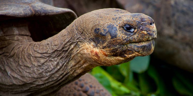 An unknown Galapagos tortoise species may be lurking in museum bones