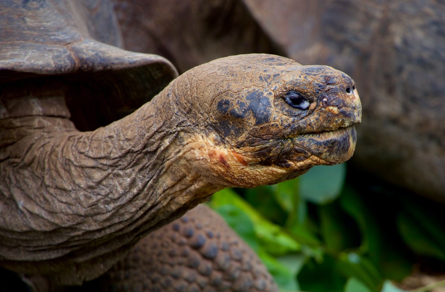A giant tortoise, one of several species living among the Galapagos Islands.