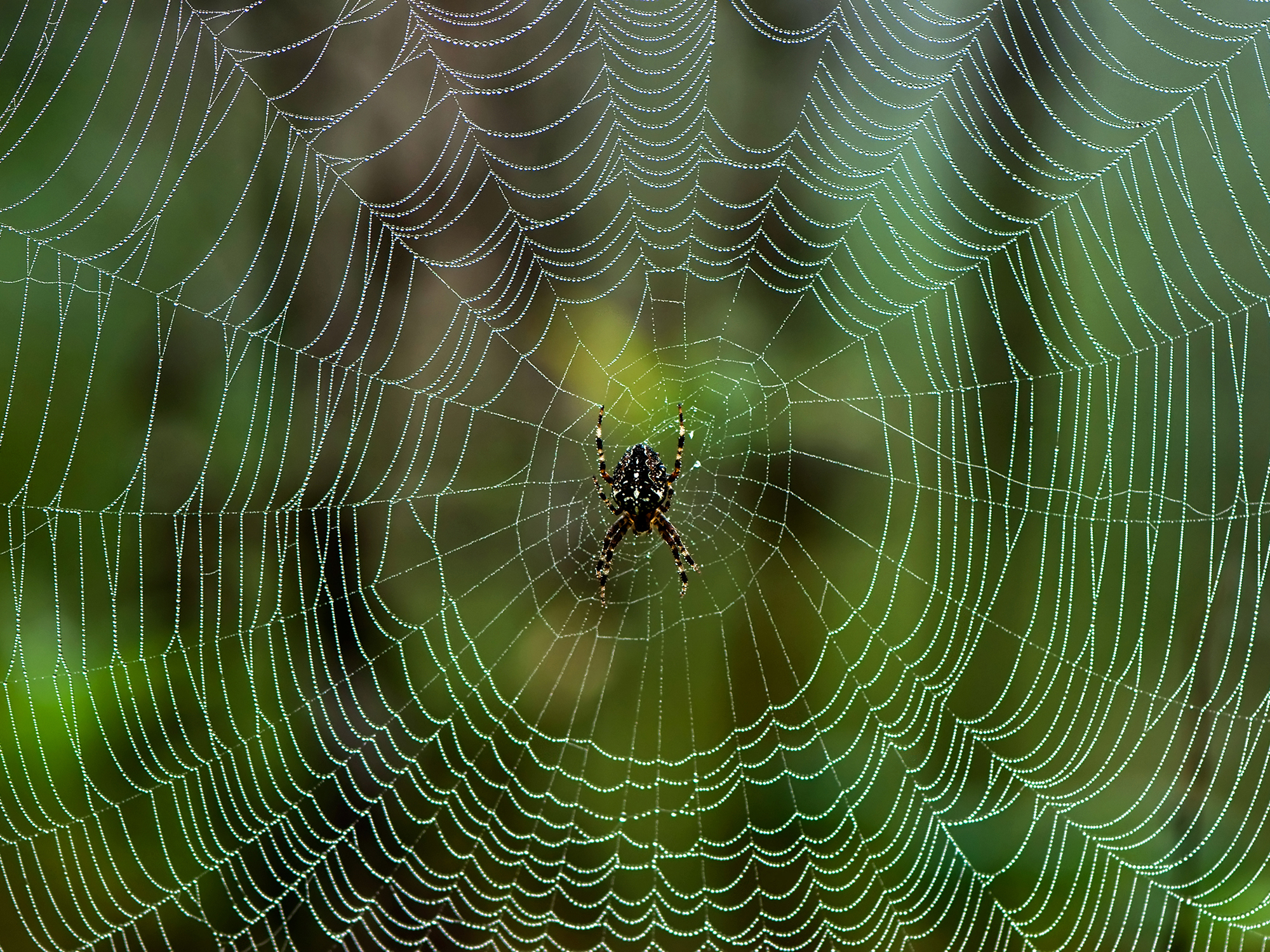 Spider in a web illustrating a story about new possibilities for cancer treatment.