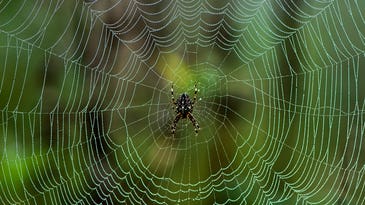 Spider silk proteins could be the key to future cancer therapies