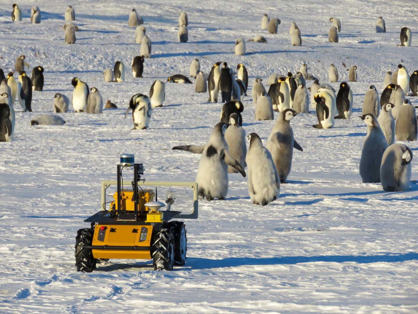 a yellow wheeled robot approaches a colony of penguins in the snow