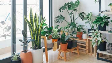 Houseplants purify air, but not as much as you’d think