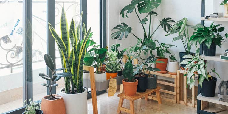 Houseplants purify air, but not as much as you’d think