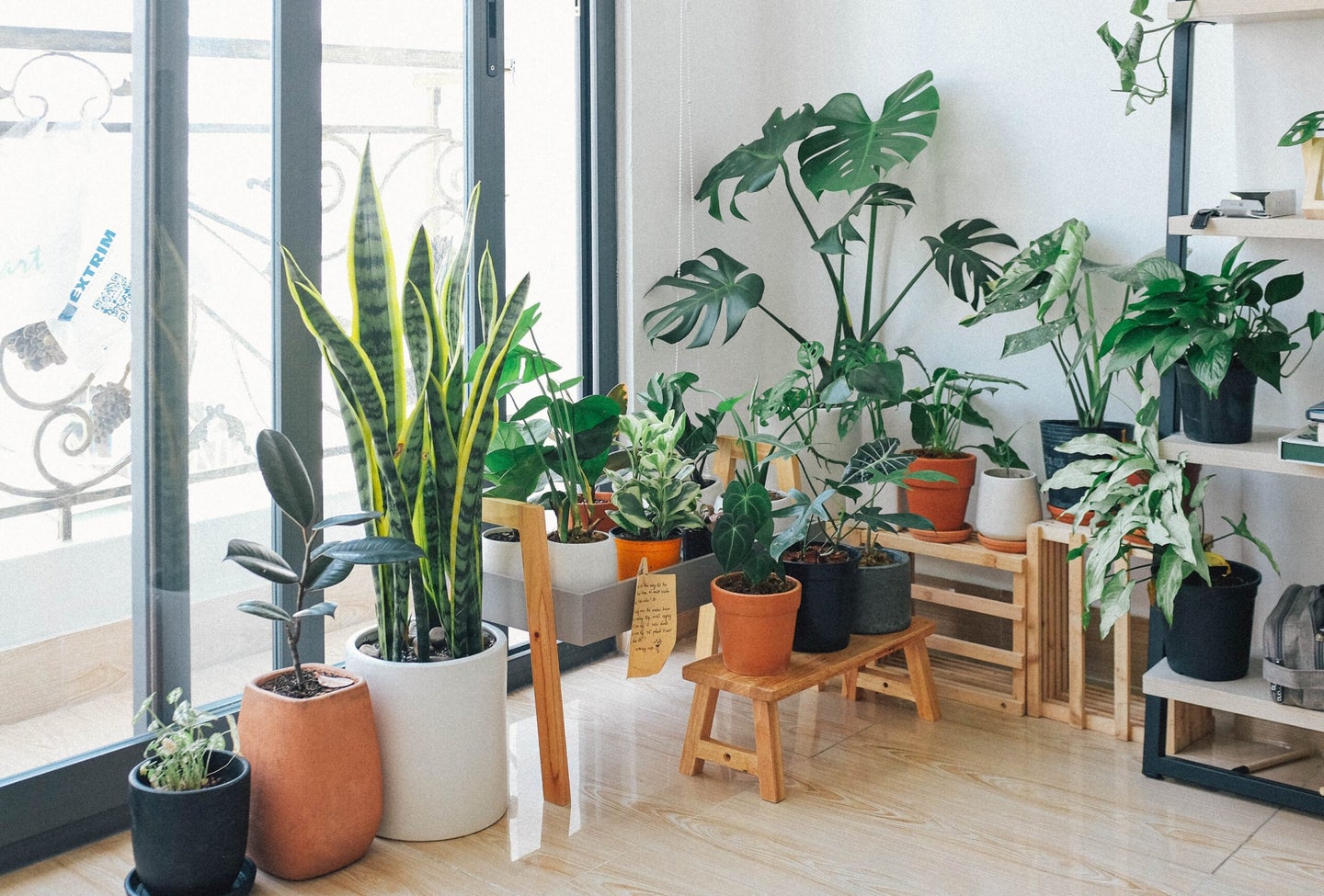 Light-filled room with lots of pots of houseplants